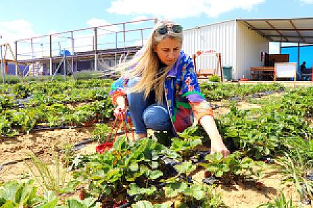 Üreten Çiftçi Çilek Bahçesi, İzmir fotoğrafı