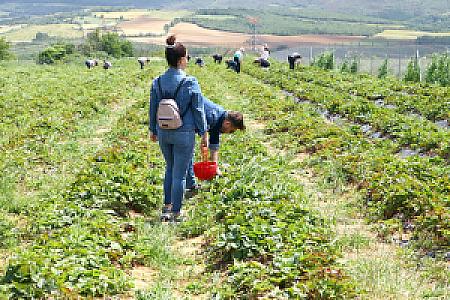 Üreten Çiftçi Çilek Bahçesi, İzmir fotoğrafı