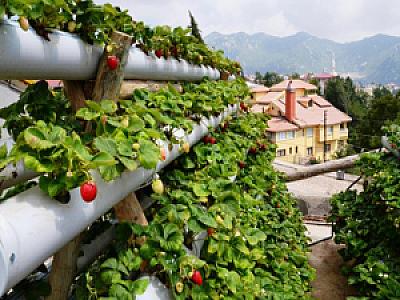 Üreten Çiftçi Çilek Bahçesi, İzmir fotoğrafı
