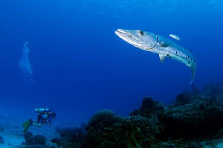 Barracuda, Muğla fotoğrafı