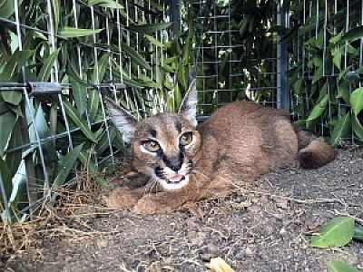 Muğla Bördübet Yaban Hayatı Geliştirme Sahası, Muğla fotoğrafı