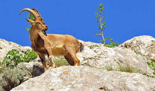 Muğla Köyceğiz Yaban Hayatı Geliştirme Sahası, Muğla fotoğrafı