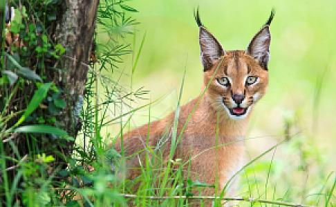 Muğla Bördübet Yaban Hayatı Geliştirme Sahası, Muğla fotoğrafı