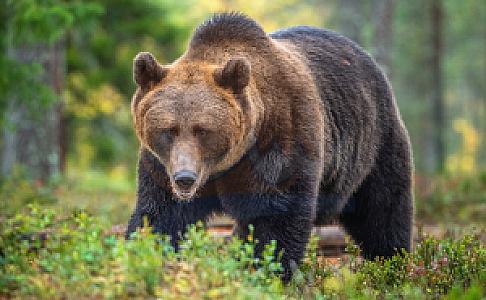 Muğla Bördübet Yaban Hayatı Geliştirme Sahası, Muğla fotoğrafı