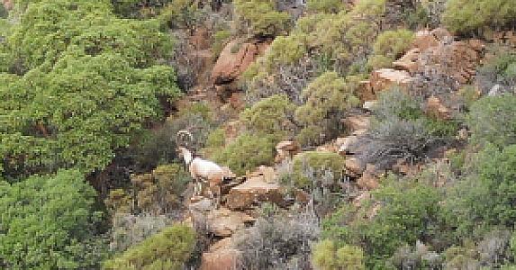 Muğla Köyceğiz Yaban Hayatı Geliştirme Sahası, Muğla fotoğrafı
