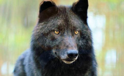 Muğla Bördübet Yaban Hayatı Geliştirme Sahası, Muğla fotoğrafı