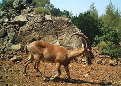 Muğla Yılanlı Çakmak Yaban Hayatı Geliştirme Sahası, Muğla fotoğrafı