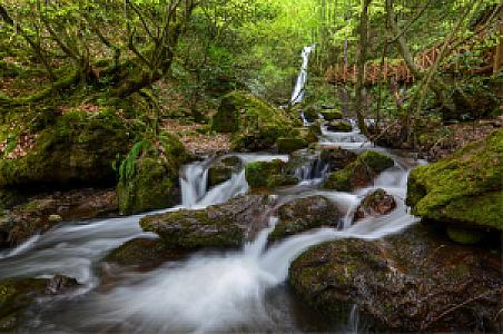 Çınar Meşesi Gölgesi (su kaynağı)