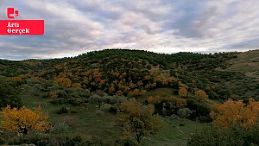 Çınar Meşesi Gölgesi (su kaynağı), Aydın fotoğrafı
