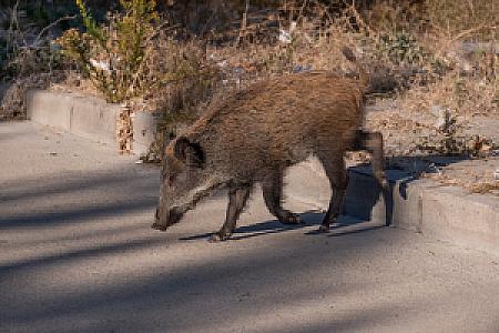 Kasnak Su Kaynağı, İzmir fotoğrafı