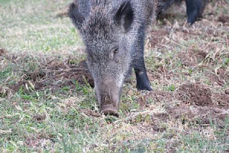 Kasnak Su Kaynağı, İzmir fotoğrafı