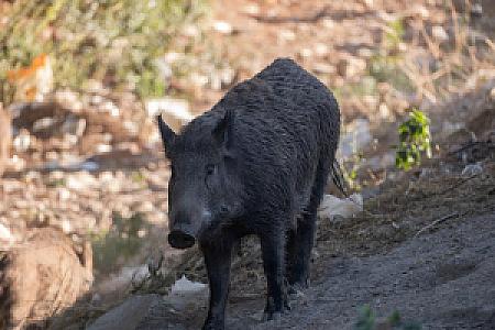 Kasnak Su Kaynağı, İzmir fotoğrafı