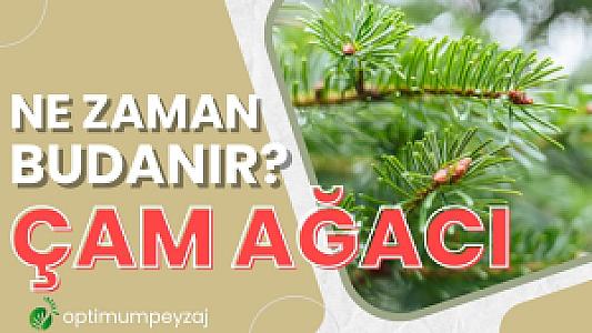 Çam Ağacı Dinlenme Noktası, Aydın fotoğrafı