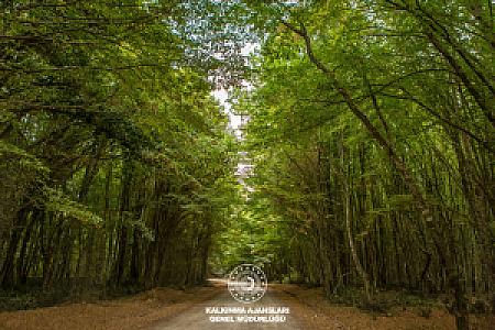 Orman Gözlem Noktası