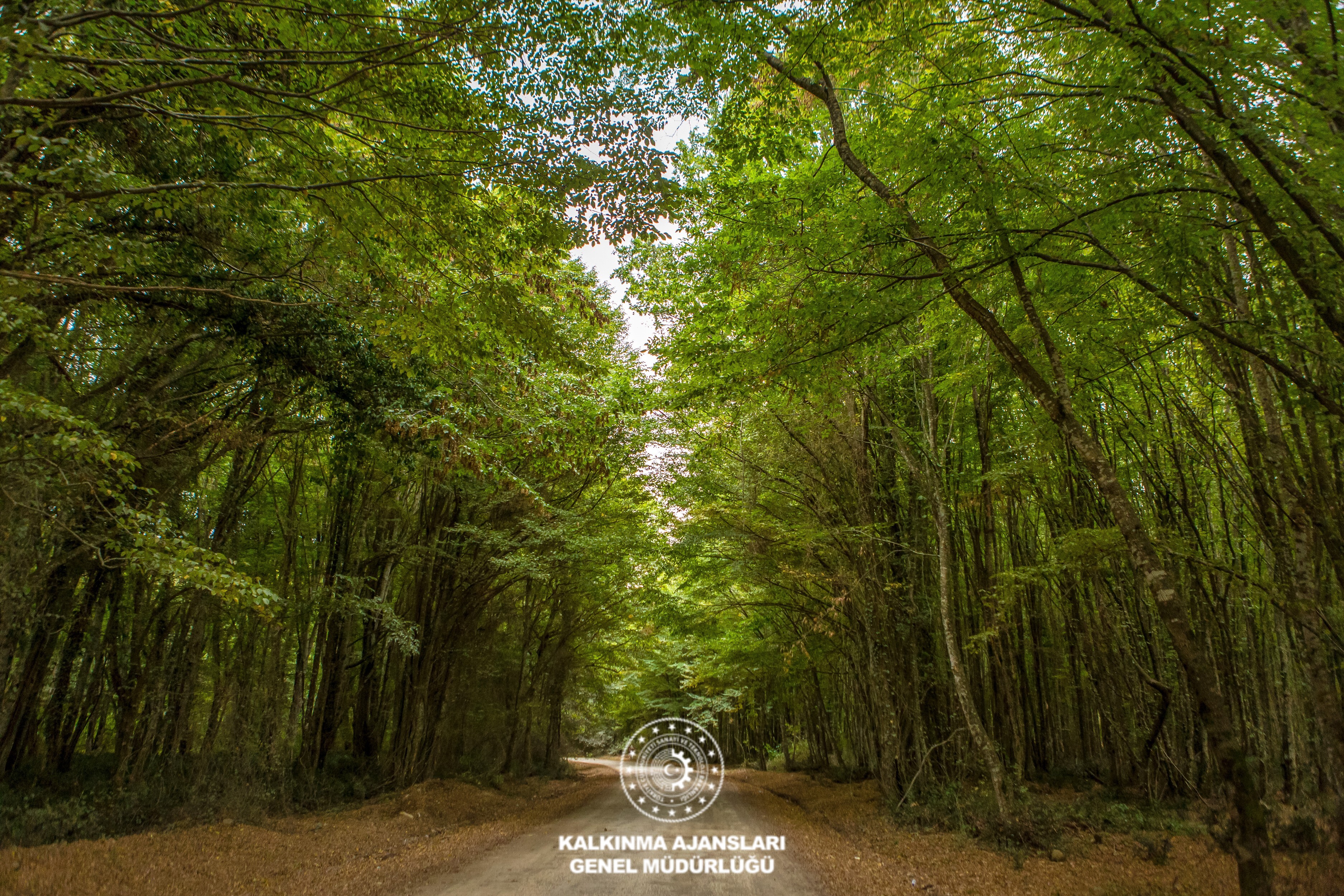 Orman Gözlem Noktası