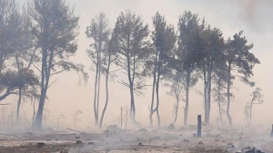 Kıyı Ormanı Kaynağı, İzmir fotoğrafı