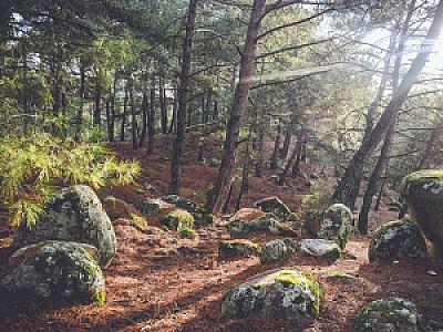 Kıyı Ormanı Kaynağı, İzmir fotoğrafı