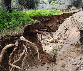 Dere Ağaçlık Bölgesi, Aydın fotoğrafı