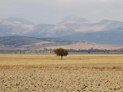 Ovada Ağaç Gölgesi, İzmir fotoğrafı