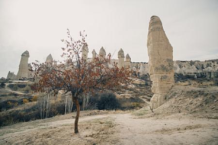 Ovada Ağaç Gölgesi, İzmir fotoğrafı