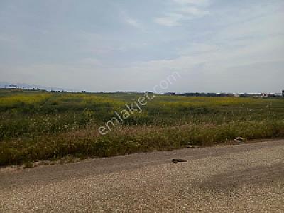 Tarla Köşesi Dinlenme, İzmir fotoğrafı