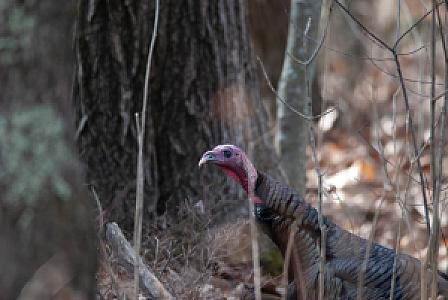 Orman Dere Yatağında Dinleme, Aydın fotoğrafı