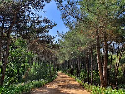 Orman Girişi Patikası, Aydın fotoğrafı