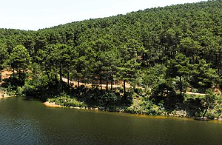 Orman Girişi Patikası, Aydın fotoğrafı