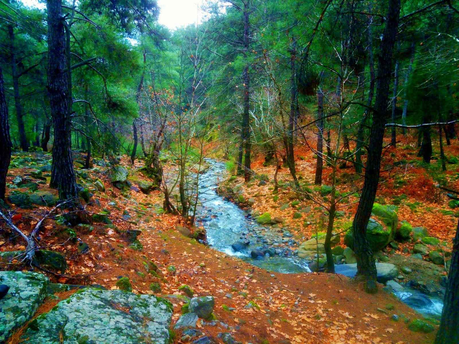 Yayla Açık Alanında Yürüyüş