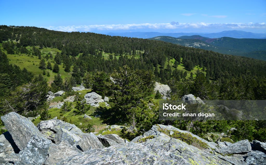 Kazdağları: Mitolojik Hikayeler, Doğal İhtişam ve Lezzetli Zeytinyağı