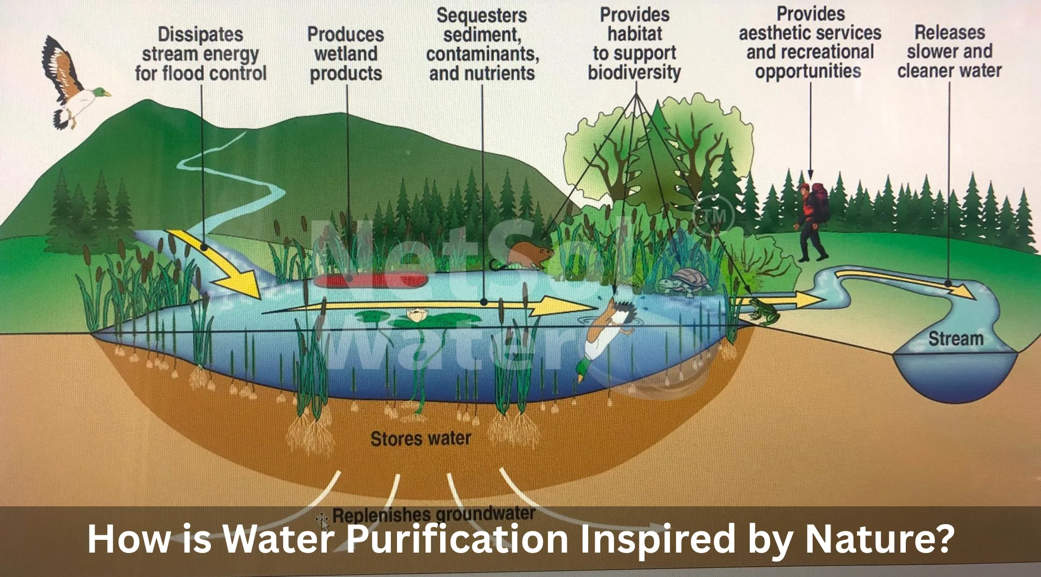 Doğada Hayatta Kalma: Su Kaynağını Bulma, Arıtma ve Hidrasyon