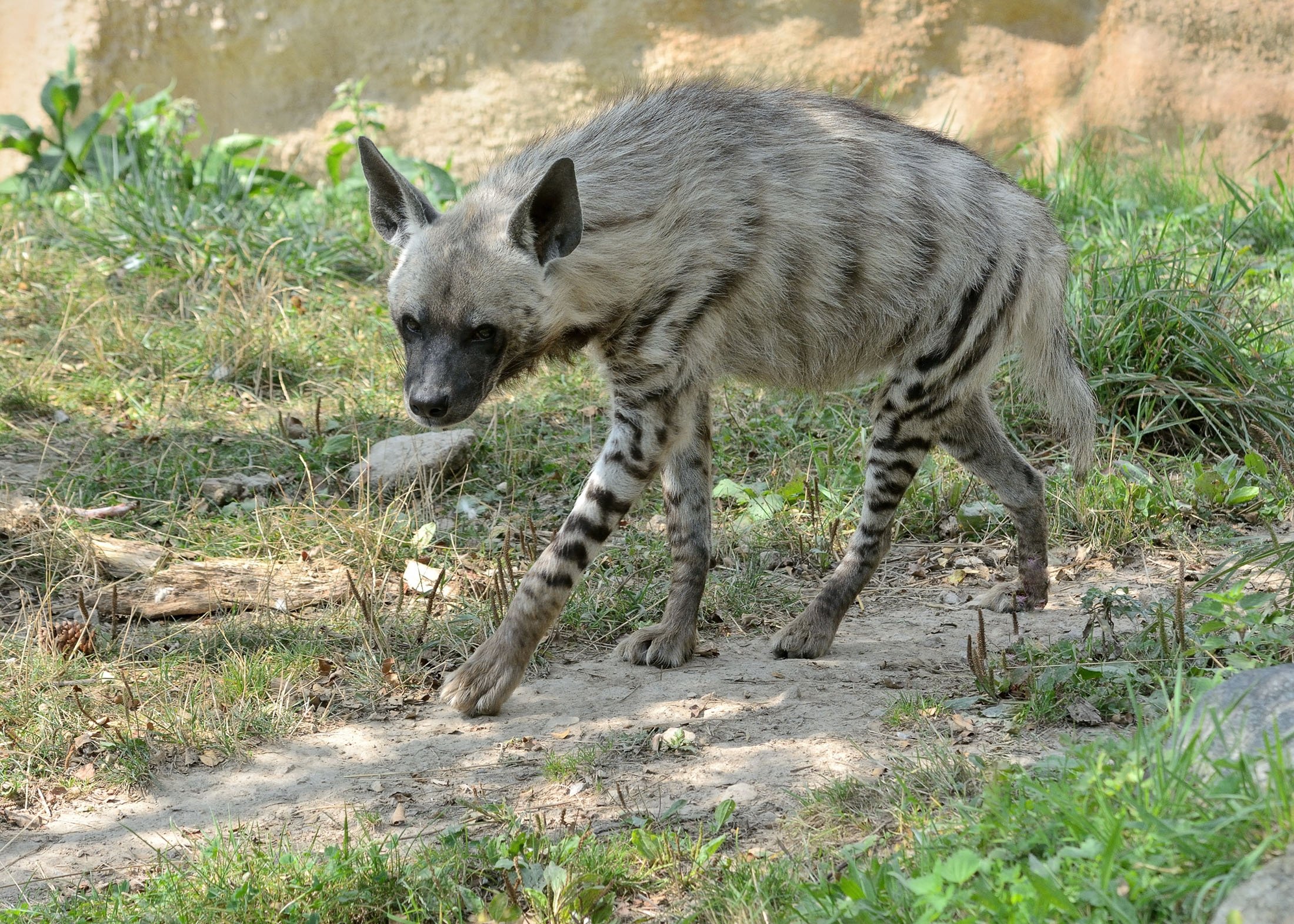 Türkiye'nin Doğasında Vahşi Hayvanlarla Karşılaşırken Güvenli Davranış Rehberi