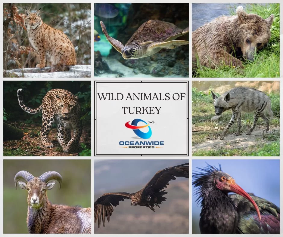 Türkiye'nin Doğasında Vahşi Hayvanlarla Karşılaşırken Güvenli Davranış Rehberi