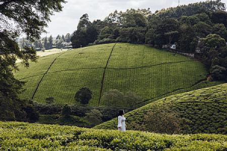 Kiambu – Kenya fotoğrafı