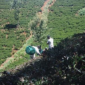 Kiambu – Kenya fotoğrafı