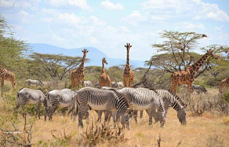 Samburu – Kenya fotoğrafı