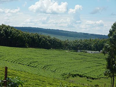 Kericho – Kenya fotoğrafı