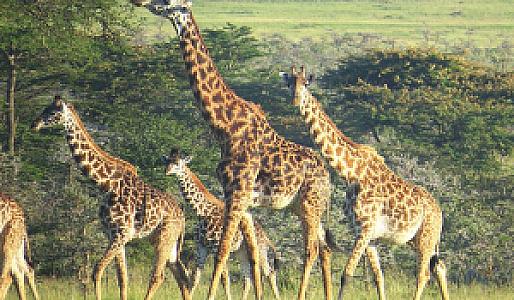 Narok – Kenya fotoğrafı