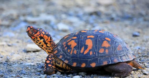 Ağaçtaki Kaplumbağa